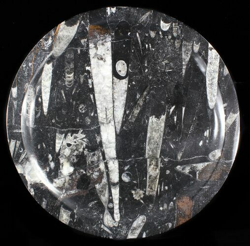 Fossil Orthoceras & Goniatite Plate - Stoneware #40441